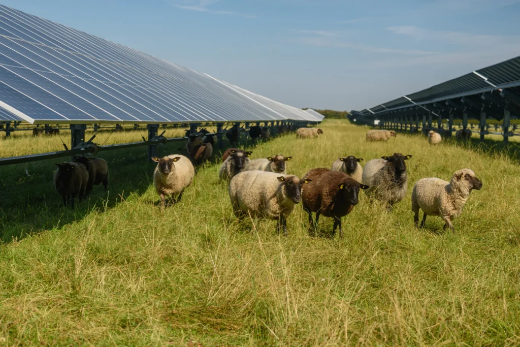 Agrivoltaico