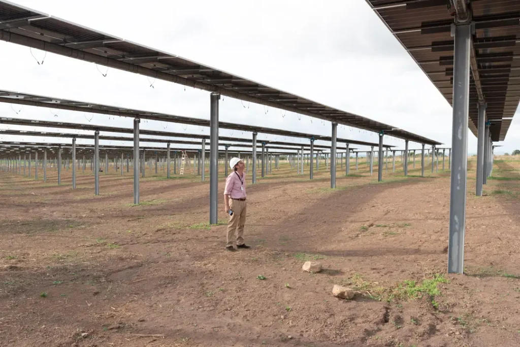 A member of the DVP Solar Italy team observing the height of the bifacial-panel trackers, designed to allow the use of agricultural machinery beneath them.